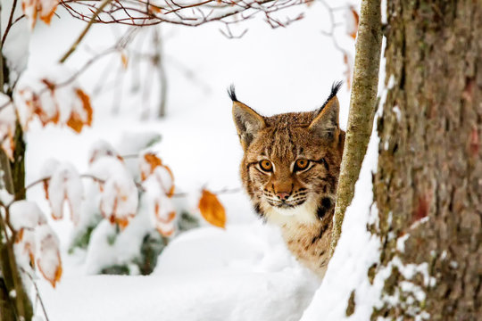 Luchs (Lynx lynx) im Winter im Tier-Freigel&auml;nde im Nationalpark Bayrischer Wald, Deutschland.