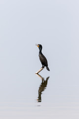 Double-Crested Cormorant