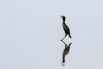 Double-Crested Cormorant