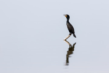 Double-Crested Cormorant