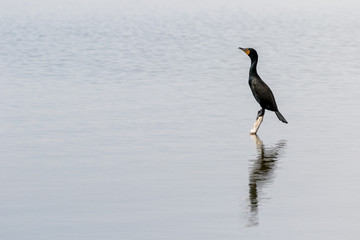 Double-Crested Cormorant