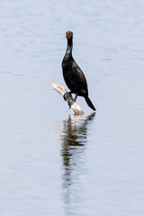Double-Crested Cormorant