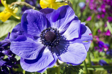 Nahaufnahme einer rosa Kronen-Anemone im Frühling 
