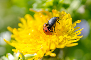 Close up of Ladybug on other black coleoptera insect on blooming yellow dandelion flower (Taraxacum officinale).  Detail of bright dandelion in meadow at springtime