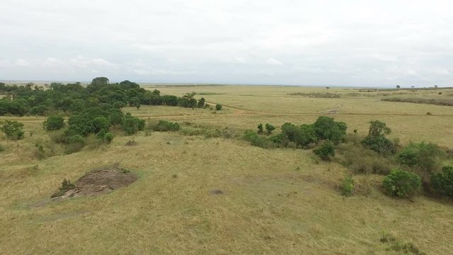 Aerial shot of the savanna of Masai Mara 