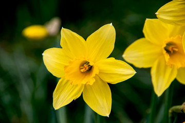 Fototapeta na wymiar Close-up on narcissus flower in spring