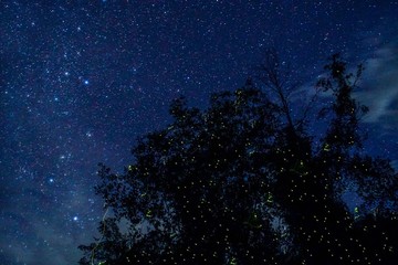 Fireflies Glowing at Night