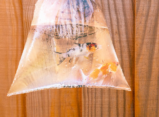 Two young koi carp fish ( 2 years old) in a polythene bag with water in hanging in front of a wood panel fence.