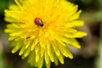 Close up of Ladybug on blooming yellow dandelion flower (Taraxacum officinale).  Detail of bright dandelion in meadow at springtime © Zoran