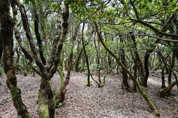 Teneriffa - Weg der Sinne im Anaga-Gebirge