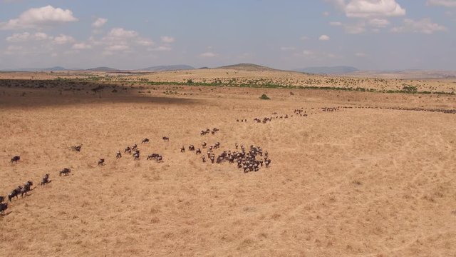 Aerial of gnus during migration
