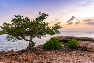 Fototapeta na wymiar A Divi tree on a beach of the beautiful caribbean island of Aruba. Tropical landscape