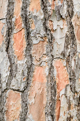 Oak wood bark and trunk detail