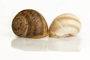 Snail Shell