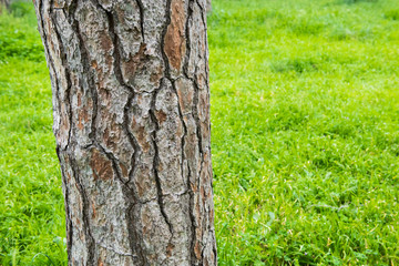Oak wood trunk detail over green field forest