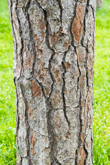 Oak wood trunk detail over green field forest