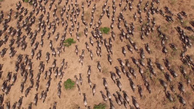 Aerial shot of wildebeests