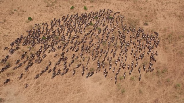 Aerial shot of gnus