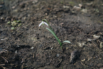 single snowdrop growing on the ground
