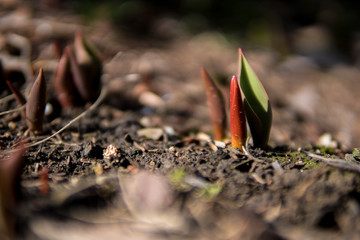 small seedling growing from the ground