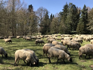 Schafe in der Kasseler Karlsaue
