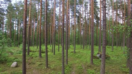 flying through forest.camera moving down from up