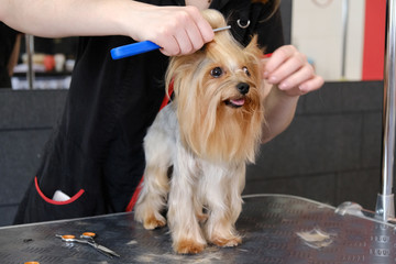 Professional haircut and dog care Yorkshire Terrier in the grooming salon.