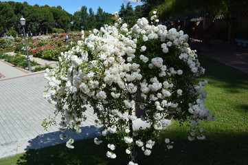 las rosaledas de Madrid Espanha