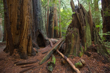 Muir woods National Monument near San Francisco in California, USA
