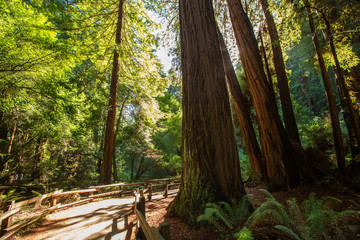 Muir woods National Monument near San Francisco in California, USA