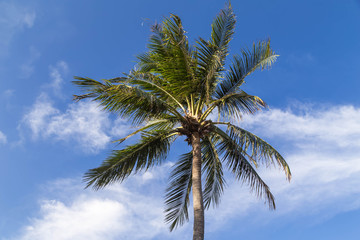 Fototapeta na wymiar Palmen mit Blauer Himmel im Hintergrund.