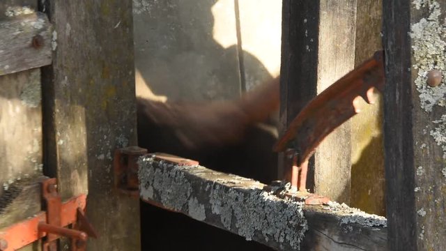 Rodeo Angus, trabajos de hacienda