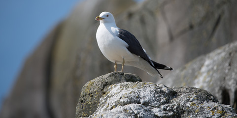 Möwe auf Fels sitzend