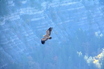 Griffon vulture in Barronies, wings wide open. Flying freely in the sky. With cliffs and mountain in the background in Drome Provencale, France