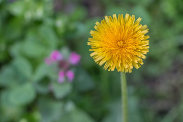 dandelion in the meadow