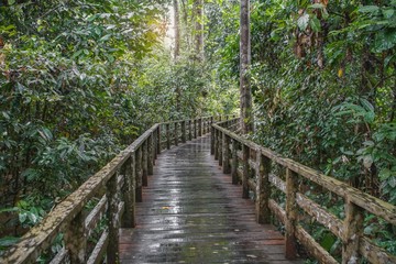 Wooden Trail Bridge in Tropical Rainforest