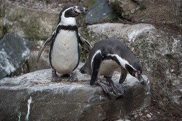 Naklejka premium Pinguin