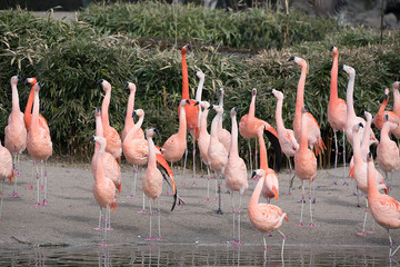 Flamingo