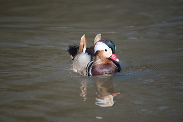 Ente auf dem Wasser