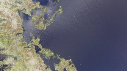 AERIAL : top view on the wetlands swamp