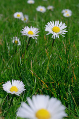 Pâquerettes dans un jardin