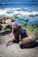 Fototapeta premium California Sea Lions Zalophus Californianus in La Jolla