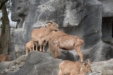 Steinbock auf Felsen