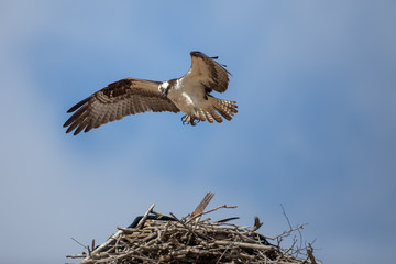 Osprey