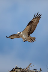 Osprey
