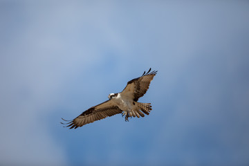 Osprey