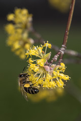 Blüte der Kornelkirsche mit Biene