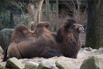 Kamel im Zoo