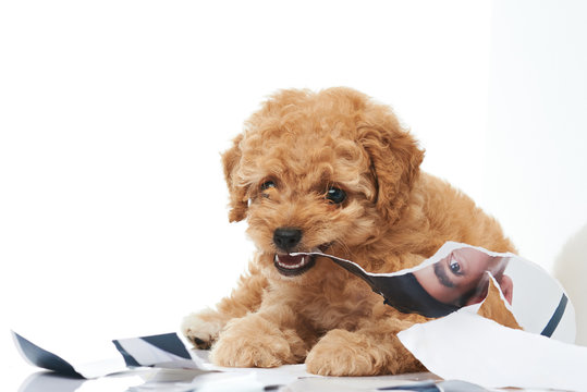 Puppy biting photo print