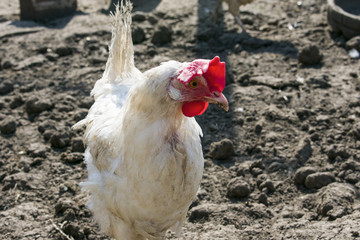 homemade white chicken